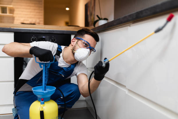Best Insect Control  in Millville, UT